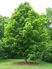 Trees Maple