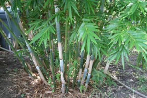 Bambusa chungii barbellata