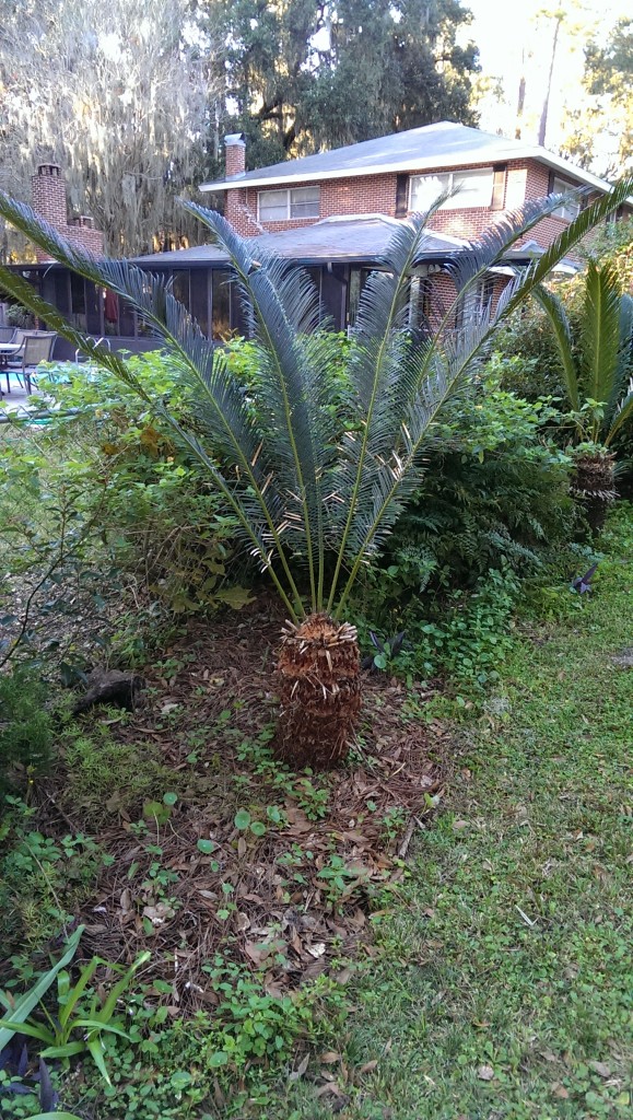 Cycas taitungensis as transplanted in 2015