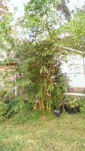 Bambusa pervariabilis 'Viridistriata'- Sunburst Bamboo growth in northeast Florida
