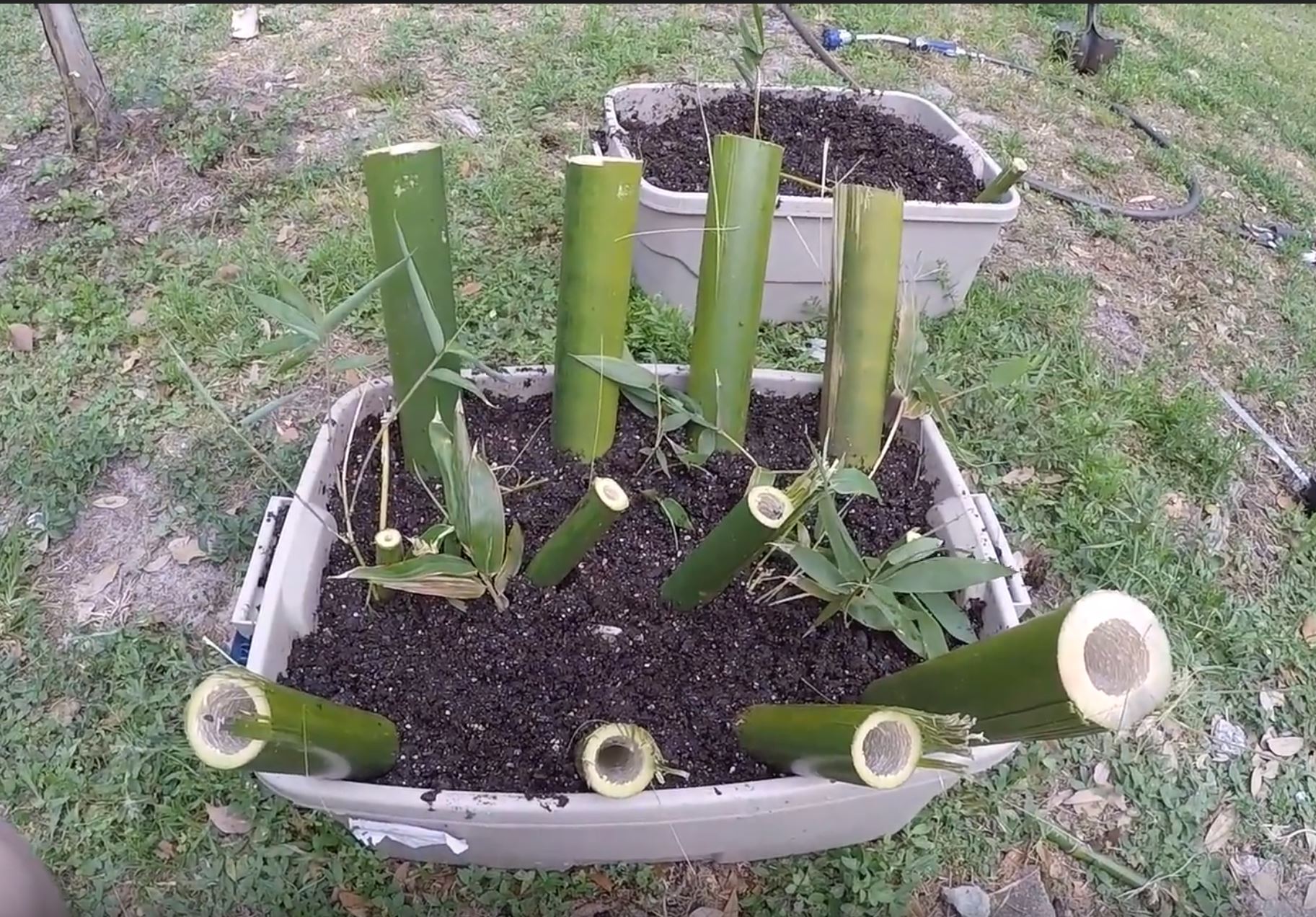 grow and propagate bamboo from culm cuttings