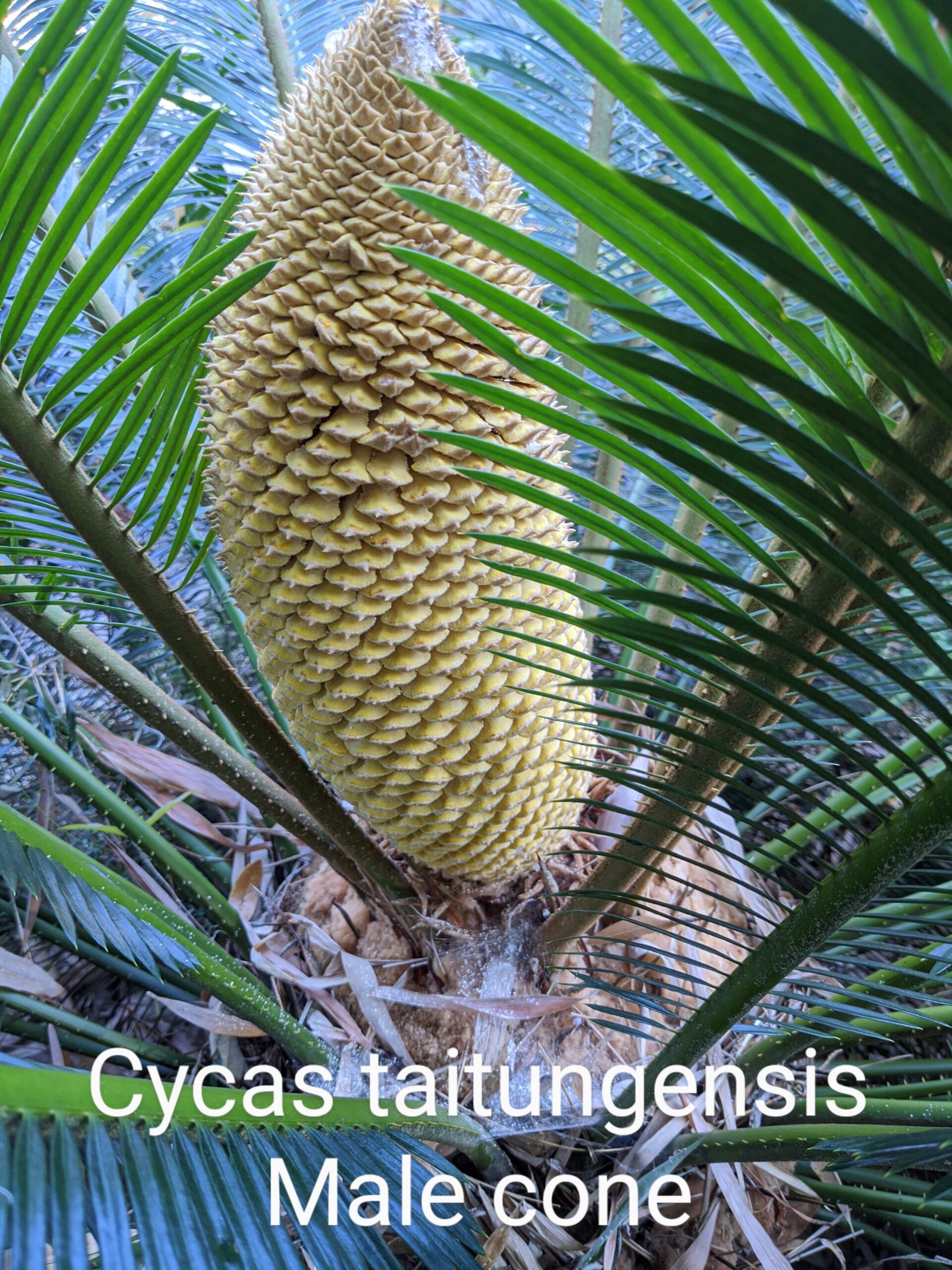 Hand Pollinate a Cycas – Gator Ventures Bamboo Cycads Palm Trees & More