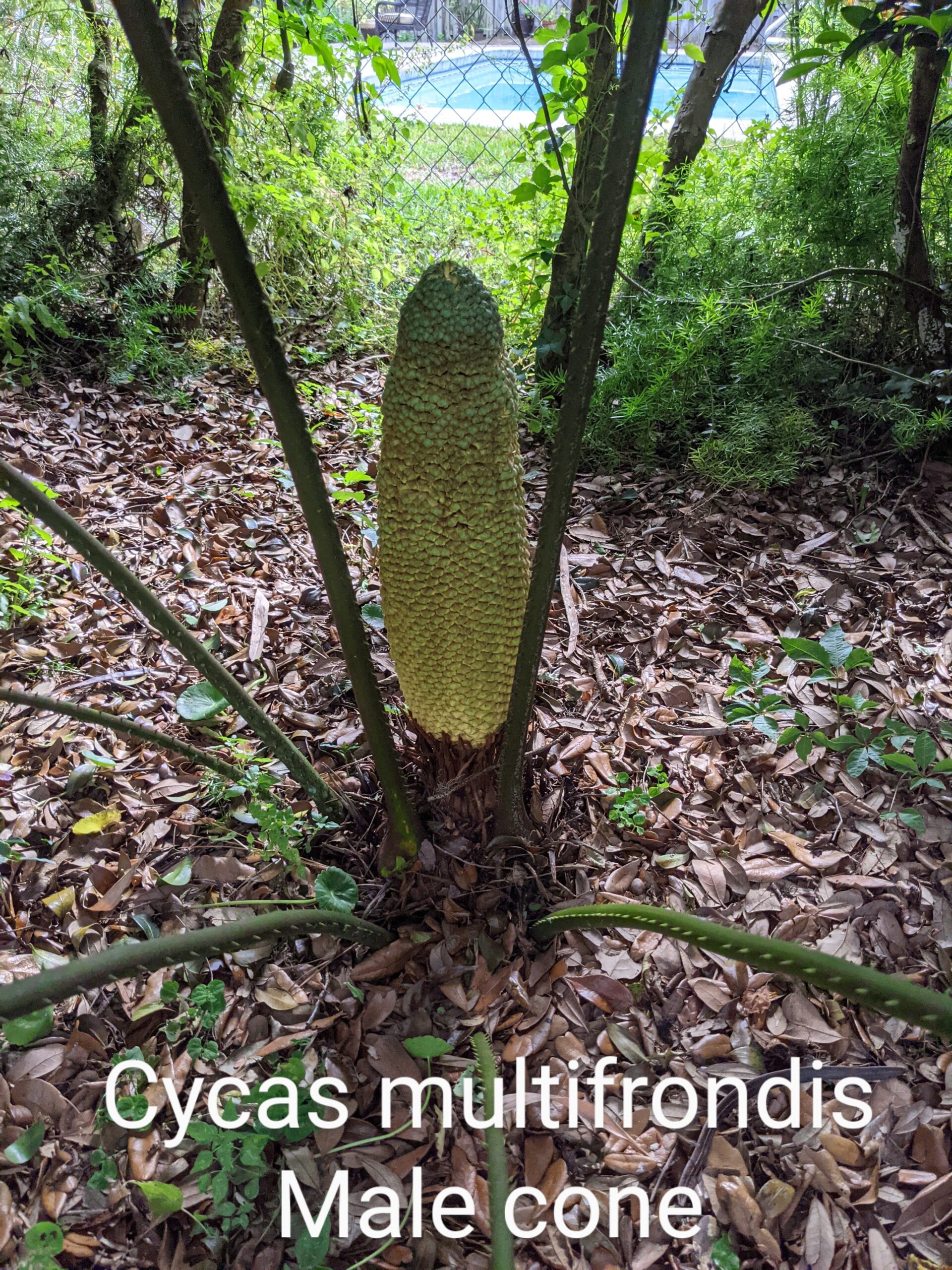 Hand Pollinate a Cycas – Gator Ventures Bamboo Cycads Palm Trees & More