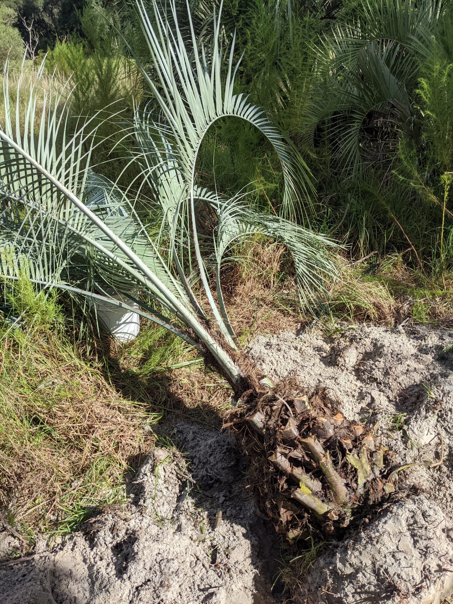 How to Transplant a Butia Palm Tree – Gator Ventures Bamboo Cycads Palm 